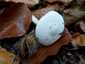 Elefántcsont-csigagomba (Hygrophorus eburneus), Budai-hegység